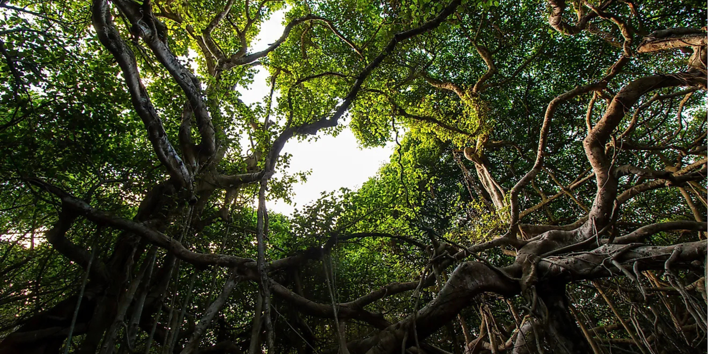 Climate Grief Is Real: Why You're Allowed to Mourn a Changing World