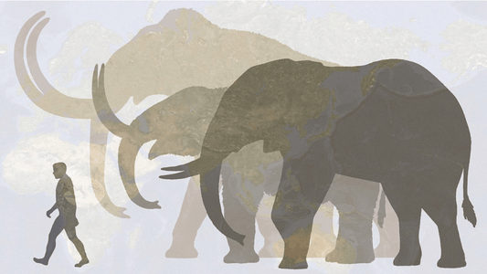 The Mammoth